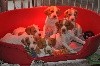  - chiots de Iena et Ivane