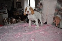 CHIOT