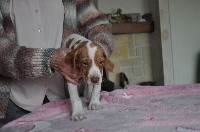 CHIOT
