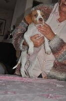 CHIOT