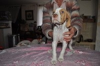 CHIOT