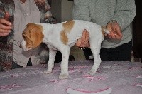 CHIOT
