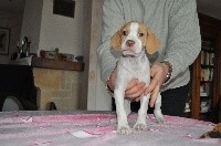 CHIOT
